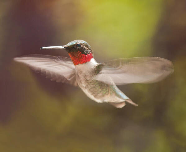 Hummingbird Poster featuring the photograph Shape Shifter by Lara Ellis