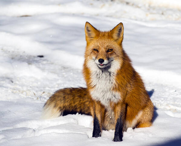 Red Fox Poster featuring the photograph Sitting Pretty by Matt Swinden