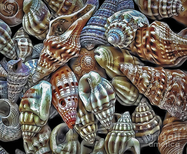 Sea Poster featuring the photograph Small Sea Shell Collection by Walt Foegelle