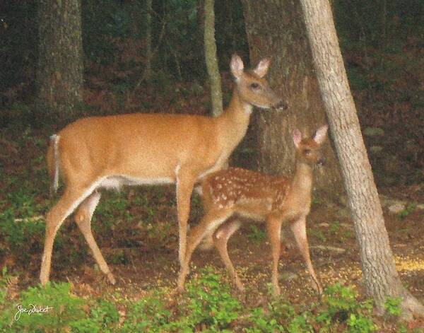 Fawn Poster featuring the photograph Smudgie and Fawn Pastel by Joe Duket