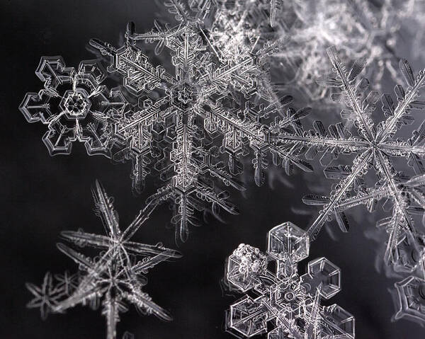 Snowflakes Poster featuring the photograph Snowflakes by Eunice Gibb