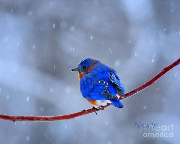 Nature Poster featuring the photograph Snowy Bluebird by Nava Thompson