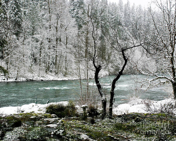 River Poster featuring the photograph Snowy River and Bank by Belinda Greb