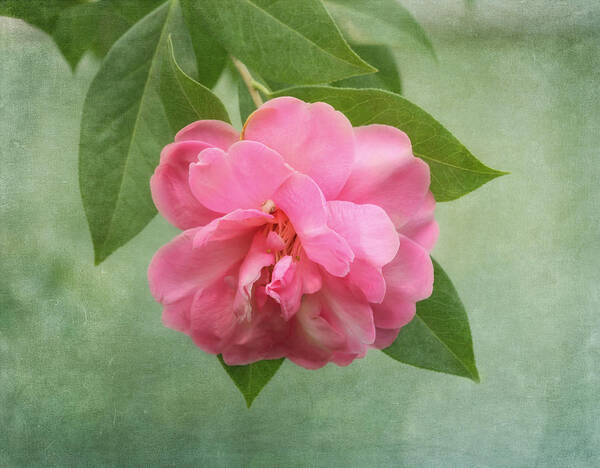 Flower Poster featuring the photograph Southern Camellia Flower by Kim Hojnacki