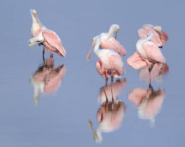 Roseate Spoonbills Poster featuring the photograph Spoonbills Preening by Bradford Martin
