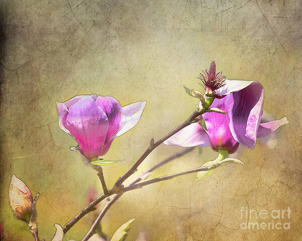 Flowers Poster featuring the photograph Spring blossoms - digital sketch by TN Fairey