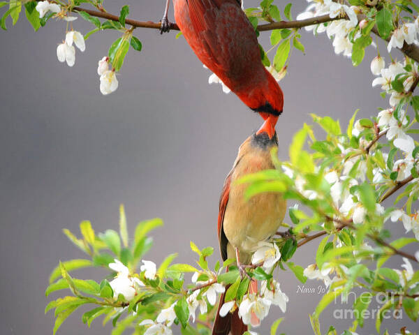 Nature Poster featuring the photograph Cardinal Spring Love by Nava Thompson