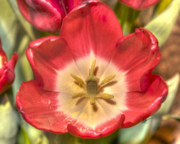 Spring Poster featuring the photograph Spring Red Tulip by Mark Valentine