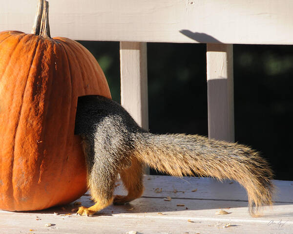 Squirrel Poster featuring the photograph Squirrel and Pumpkin - Breakfast by Aaron Spong