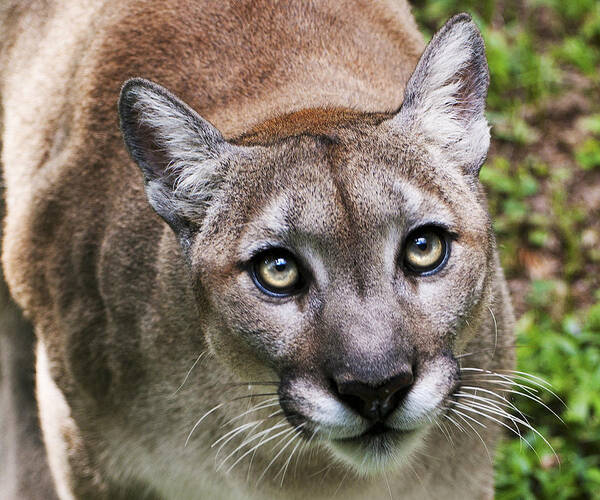 Cougar Poster featuring the photograph Stalking Cougar by Donna Proctor