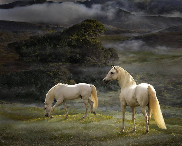 White Stallions Poster featuring the photograph Stallions of the Gods by Melinda Hughes-Berland