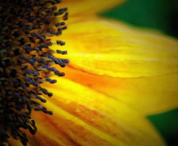 Sunflower Poster featuring the digital art Stamen Velvet by Sarah Sever