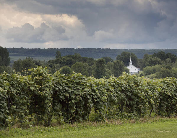 Wine Country Poster featuring the photograph Steeple in the Vines by Rebecca Samler
