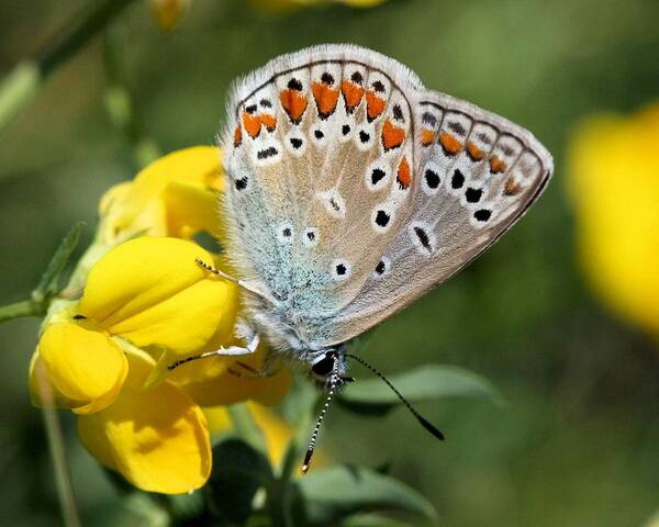 European Common Blue Butterfly Poster featuring the photograph Summer beauty by Doris Potter