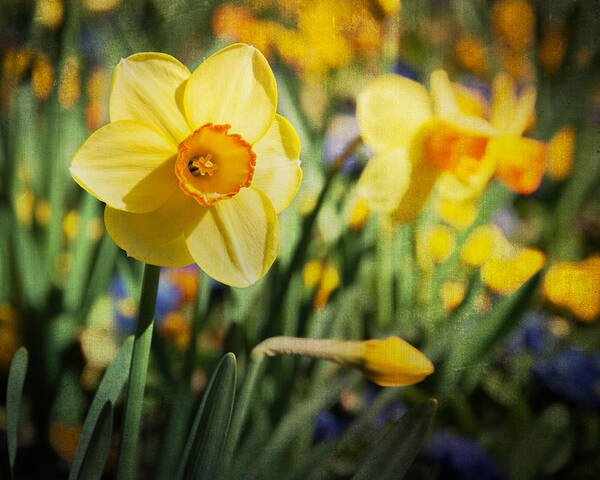 Yellow Poster featuring the photograph Sun Seeker by Jeff Mize