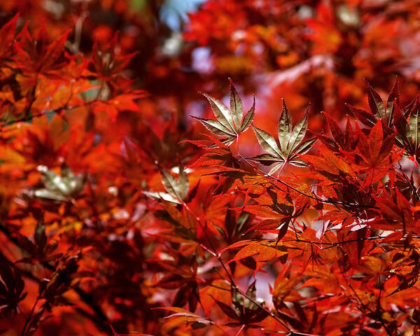 Japanese Maple Poster featuring the photograph Sunlit Japanese Maple by Rona Black
