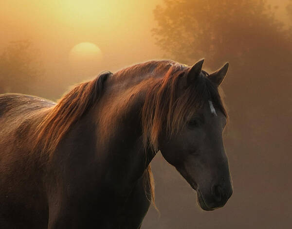 Equine Poster featuring the photograph Sunrise on Planet Earth by Ron McGinnis