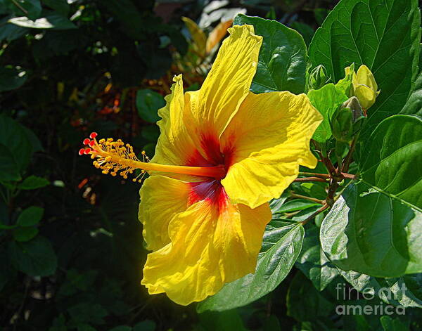 Hibiscus Poster featuring the photograph Sunshine Yellow Hibiscus With Red Throat by Catherine Sherman