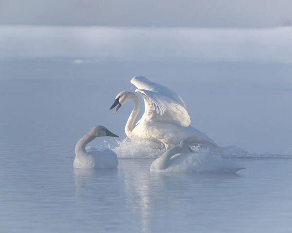 Swan Poster featuring the photograph Trumpeter Swans - Three's Company by Patti Deters