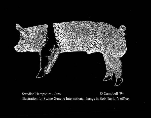 Swedish Hampshire Poster featuring the drawing Swedish Hampshire by Larry Campbell