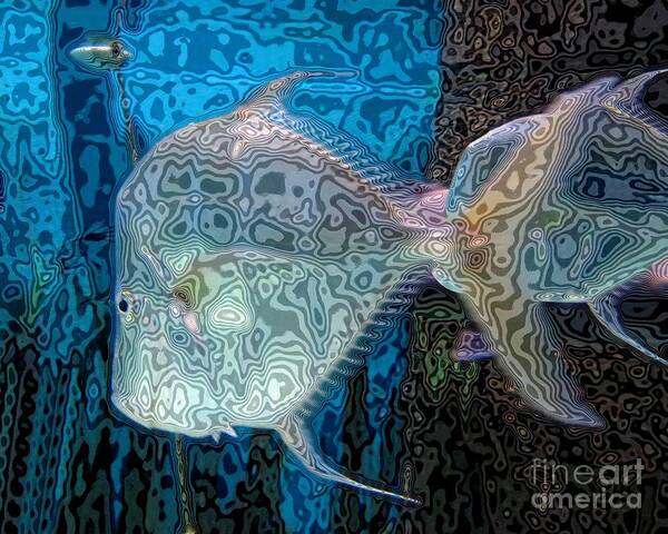 Lookdown Fish Poster featuring the photograph Synchronized Swimmers by Scott Cameron