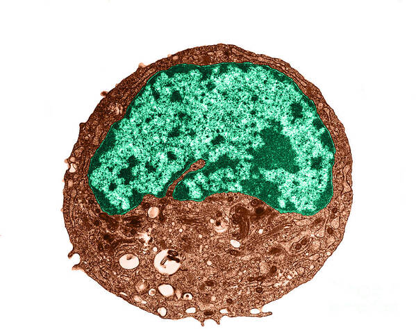Histology Poster featuring the photograph Tem Of Typical Human Cell by David M. Phillips