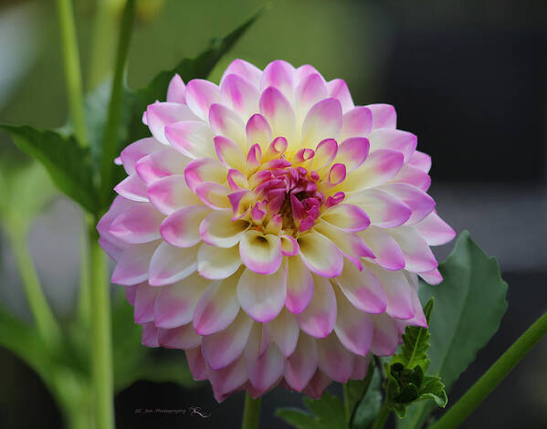 Dahlia Poster featuring the photograph The Beautiful Dahlia by Jeanette C Landstrom