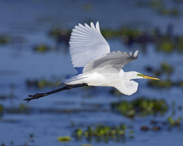 Elegant Poster featuring the photograph The Elegant Great Egret in Flight by Gary Langley
