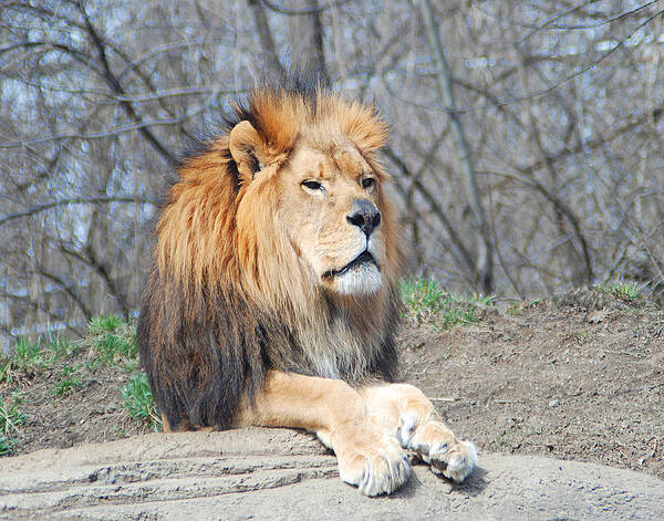 Lion Poster featuring the photograph The King Wil 150 by Gordon Sarti