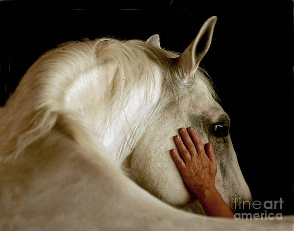 Lipizzan Poster featuring the photograph The Touch by Carien Schippers