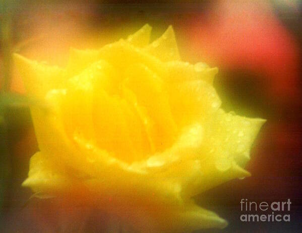 Nola Poster featuring the photograph New Orleans Yellow Rose Of Tralee by Michael Hoard