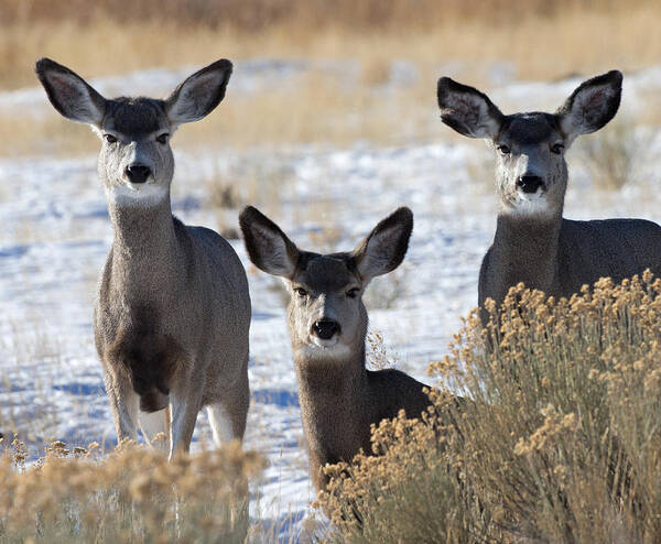 Mule Deer Poster featuring the photograph Three Deer by Max Waugh