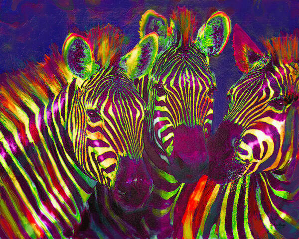 Jane Schnetlage Poster featuring the digital art Three Rainbow Zebras by Jane Schnetlage