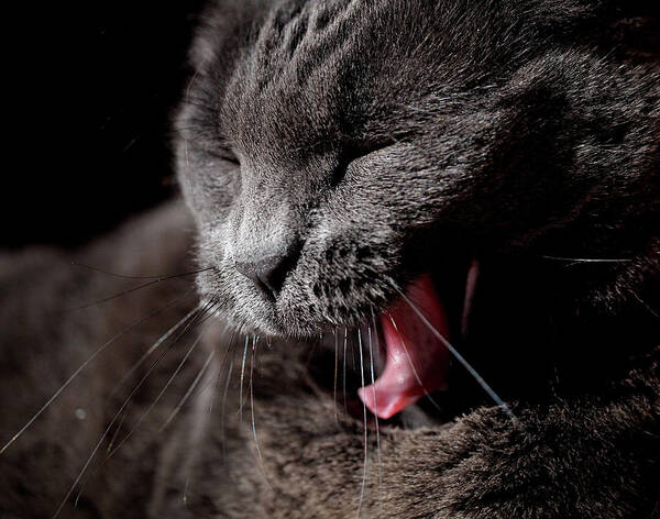 Cat Poster featuring the photograph Time for a Nap by Rona Black