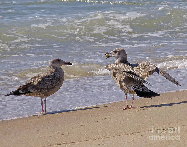 Gull Poster featuring the photograph Token of Affection by Dee Flouton