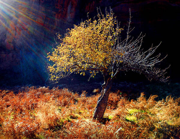 Tree Poster featuring the photograph Tree Number 1 by Peter Cutler