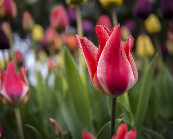 Tulip Poster featuring the photograph Tulips by Kyle Wasielewski