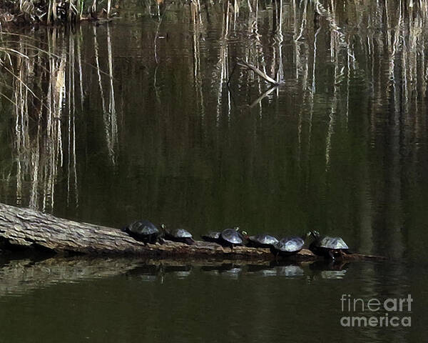 Turtles Poster featuring the photograph Turtles in Cuyahoga Valley National Park by Patricia Januszkiewicz