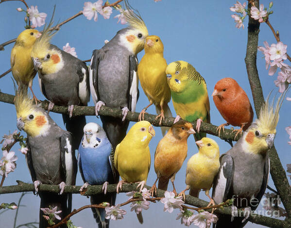 Animal Poster featuring the photograph Twelve Birds by Hans Reinhard