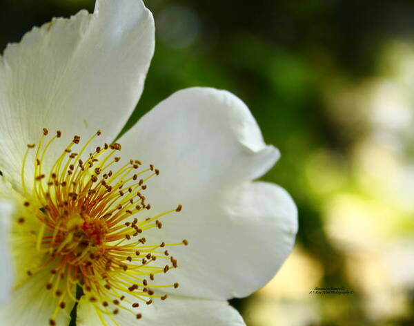 Wildflower Poster featuring the photograph Up Close And Personal by Alexandra Rampolla