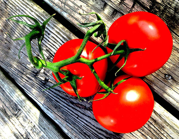 Tomato Poster featuring the photograph Vine Ripened Trio by Shawna Rowe