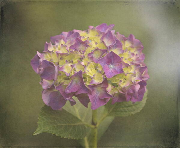 Floral Poster featuring the photograph Vintage Hydrangea by Angie Vogel