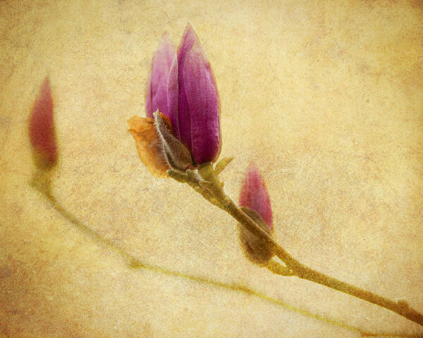 Japanese Magnolia Poster featuring the photograph Waiting to Bloom by Jeff Mize