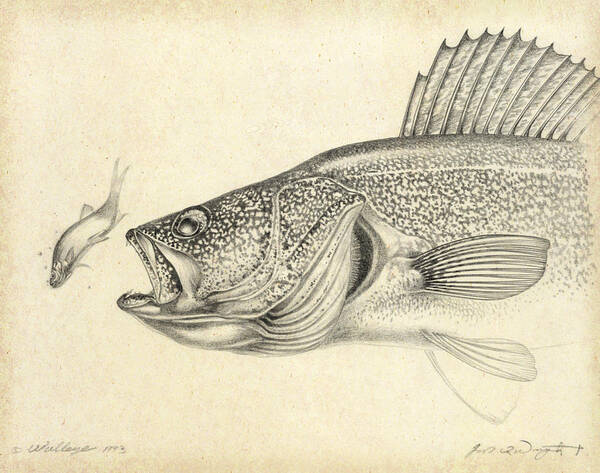 Jon Q Wright Poster featuring the painting Walleye Pencil Study by JQ Licensing
