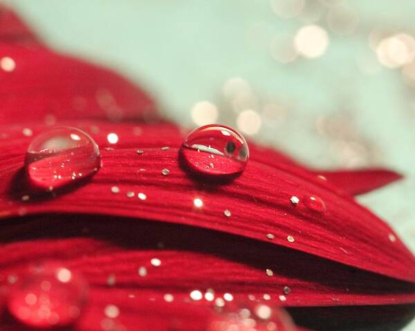 Macro Poster featuring the photograph Water Drops and Glitter by Angela Murdock