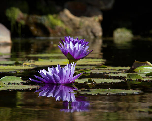 Flower Poster featuring the photograph Water Lily by Debby Richards