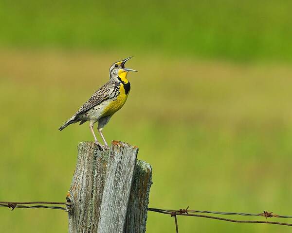 Western Meadowlark Poster featuring the photograph Western Meadowlark by Tony Beck