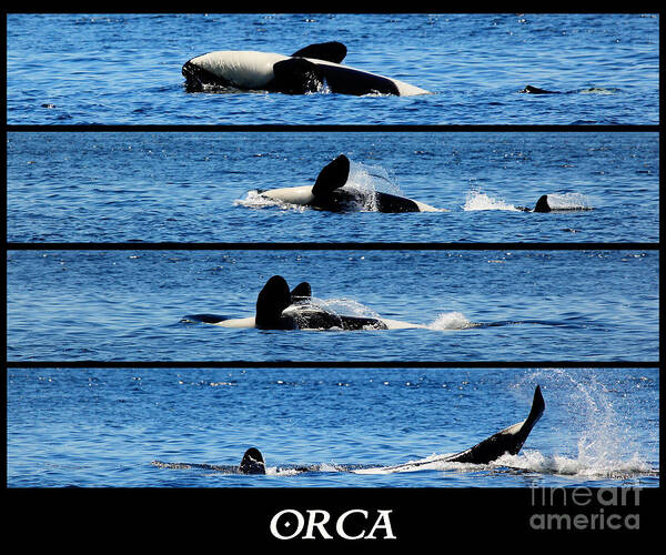 Whale Poster featuring the photograph Whale of a Time by Traci Law