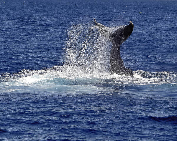 Whale Tail Poster featuring the photograph Whale Tale Splash by Penny Lisowski