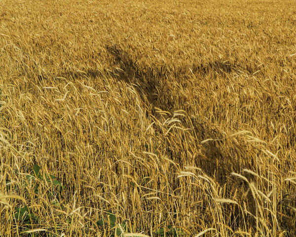 Kansas Poster featuring the photograph Wheat with cross by Rob Graham